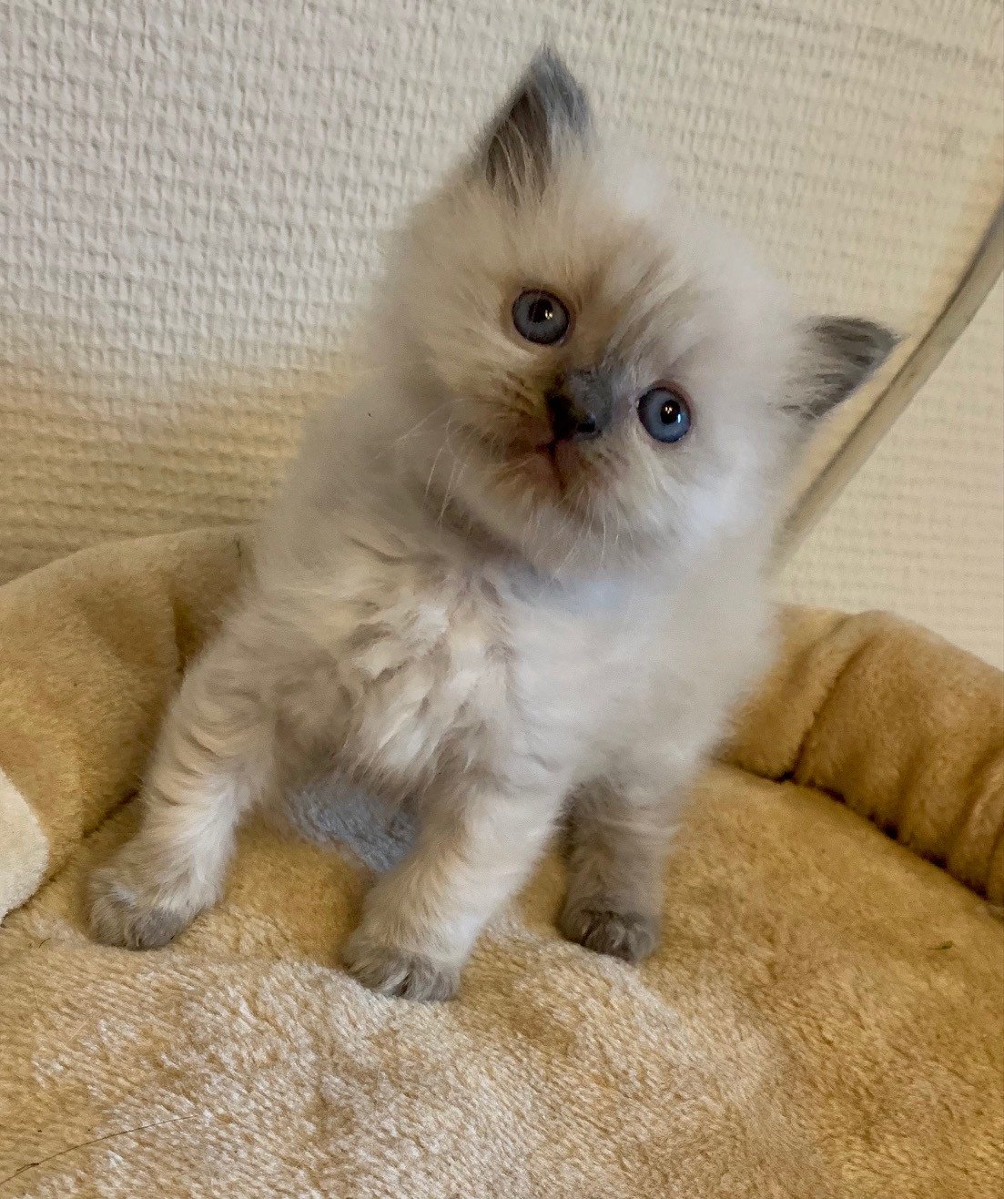 chaton Ragdoll blue point Sésame Chatterie de Dracstondoll's
