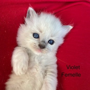 chaton Ragdoll lilac tortie point mitted T Chatterie de Dracstondoll's
