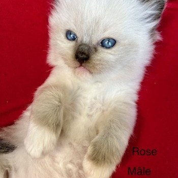 chaton Ragdoll seal point mitted T Chatterie de Dracstondoll's
